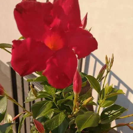 Bed & Breakfast Mario Relais