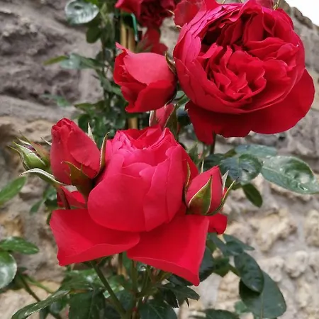 ベッド・アンド・ブレックファスト Mario Relais