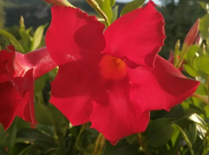 Alojamento de Acomodação e Pequeno-almoço Mario Relais