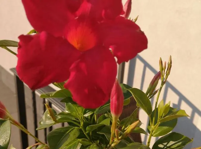 Bed & Breakfast Mario Relais