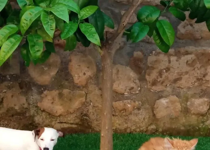 Bed & Breakfast Mario Relais 4*