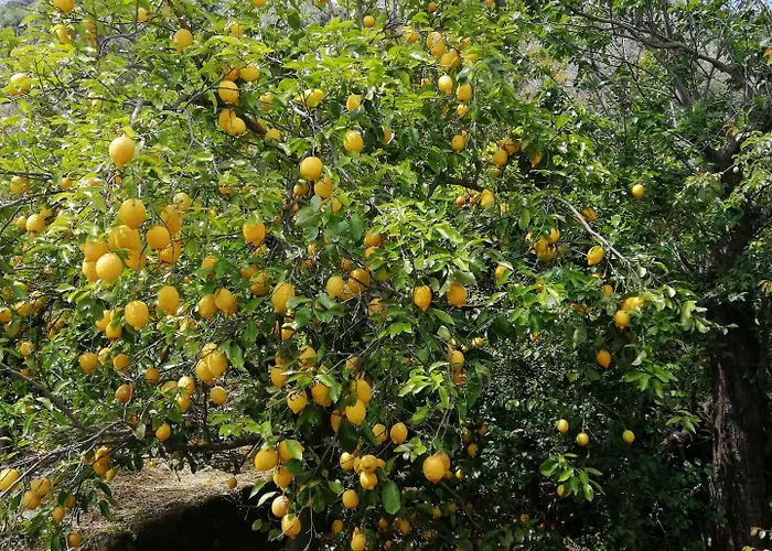 Mario Relais Bed & Breakfast Sorrento