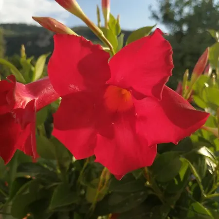 Panzió Mario Relais