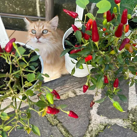 Panzió Mario Relais Sorrento